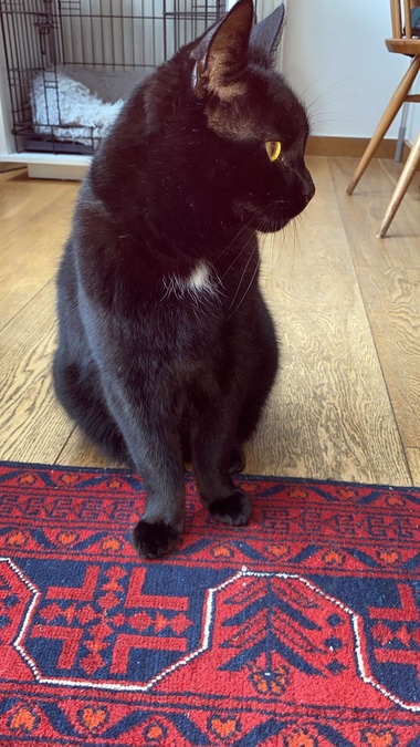Bertie